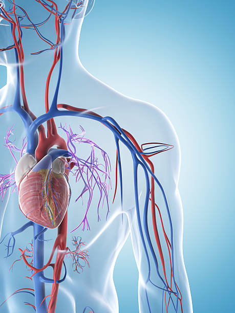 دراسة دولية: علاج مزدوج يمنح مرضى القلب فرصة بقاء أفضل